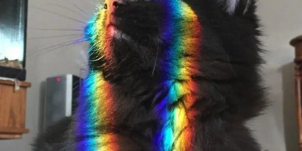 Imagem do grupo de WhatsApp 🏳️‍🌈