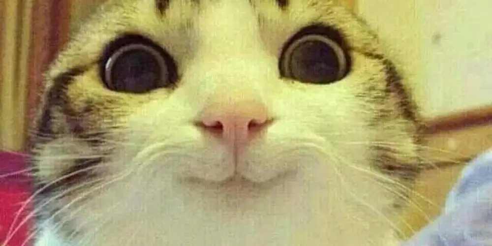 Imagem do grupo de WhatsApp 𝑩𝒆𝒔𝒕𝒔 𝒘𝒆𝒃