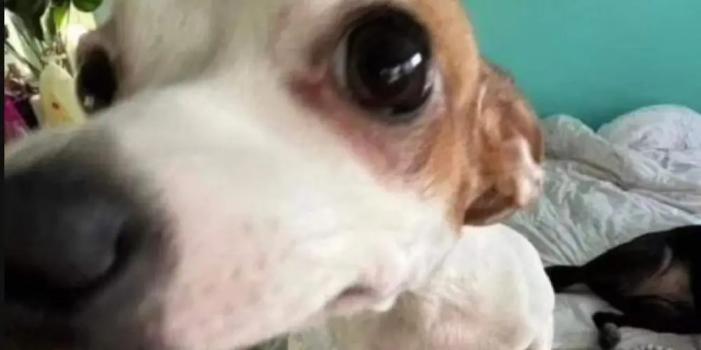 Imagem do grupo de WhatsApp 🧿𝙰𝚖𝚒𝚣𝚊𝚍𝚎𝚜 𝚎 𝚣𝚞𝚎𝚛𝚊𝚜🧿