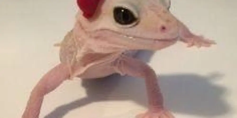 Imagem do grupo de WhatsApp ༶•┈┈⛧┈♛ 𝑅𝑒𝑐𝑒𝑝𝑐̧𝑎̃𝑜 ♛┈⛧┈┈•༶