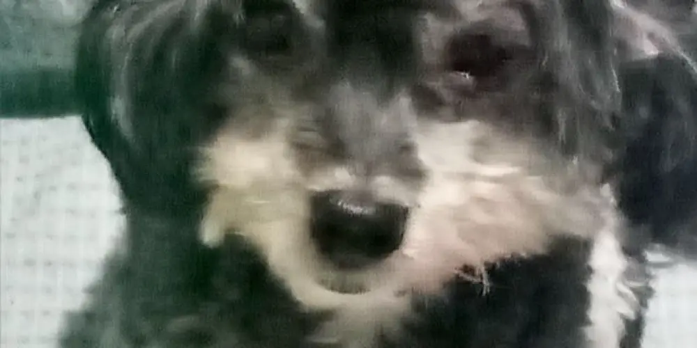 Imagem do grupo de WhatsApp ༺𖤐𝑪𝑹𝑨𝒁𝒀-𝑪𝑯𝑨𝑻𖤐༻