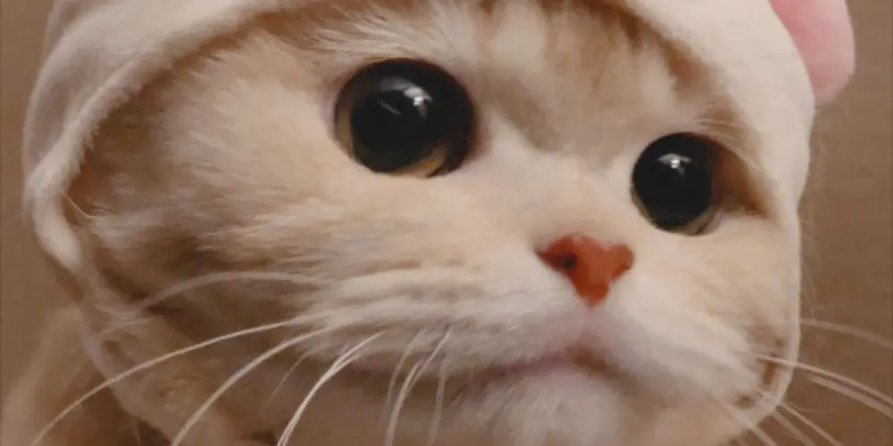 Imagem do grupo de WhatsApp 𝘾𝙃𝘼𝙏 𝘿𝙊 𝘾𝙃𝙄𝙉𝘼🇨🇳