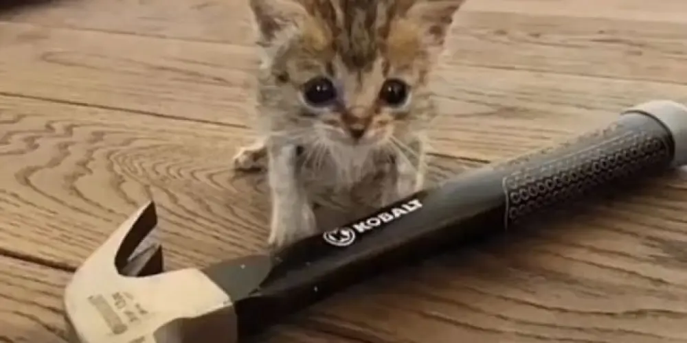 Imagem do grupo de WhatsApp ¡ 𝐓ᴀᴘᴀꜱ ᴇ 𝐁ᴇɪᴊᴏꜱ 💋ྀི