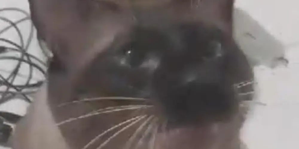 Imagem do grupo de WhatsApp ☠︎︎  𝝥፝𝗜᳔𝗚𝗛𝕿𝗠𝝠꯭𝝘̸𝝨  ☠︎︎