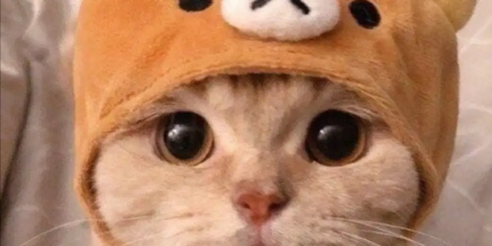 Imagem do grupo de WhatsApp 𝙈𝘼𝘿𝙀 𝙄𝙉 𝘽𝙍𝘼𝙕𝙄𝙇