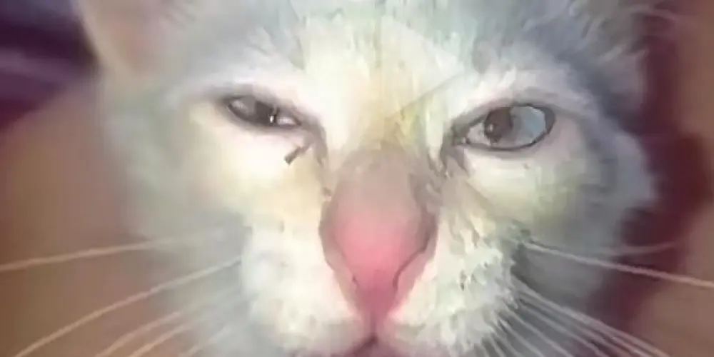 Imagem do grupo de WhatsApp 💫💜ⓂⒶⓇⓉⒺ💜💫