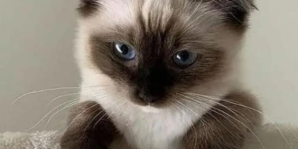 Imagem do grupo de WhatsApp 「𝕔𝕙𝕒𝕥 」 𝔻𝕒𝕪𝕤𝕖👑