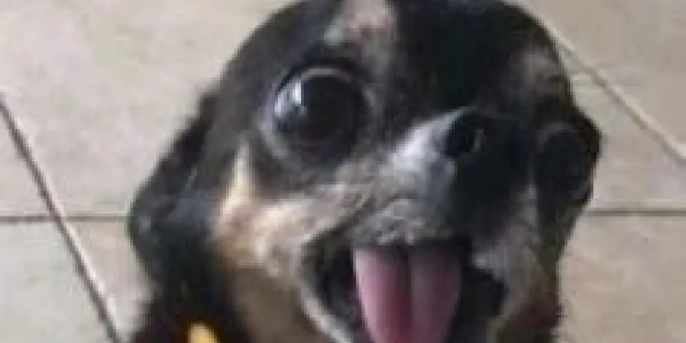 Imagem do grupo de WhatsApp ★🎀𝐵𝚊𝚛𝚘̃𝚎𝚜 𝚍𝚊 𝚙𝚒𝚊𝚍𝚒𝚗𝚑𝚊🎀★