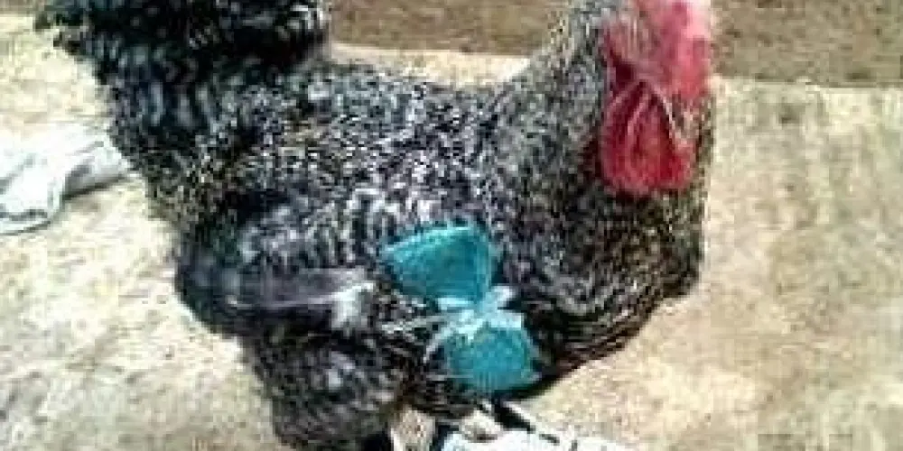 Imagem do grupo de WhatsApp 𝙂𝙖𝙡𝙤 𝙡𝙤𝙠𝙤 ! ¡ 🐓