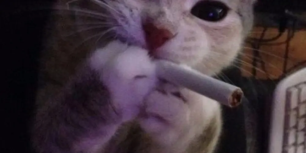 Imagem do grupo de WhatsApp 𝙲𝚑𝚊𝚝🥷