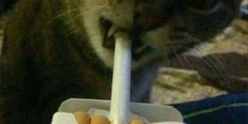 Imagem do grupo de WhatsApp 𝐀.𝐍.𝐓.𝐈 𝐒.𝐎.𝐋.𝐈.𝐃.𝐀.𝐎