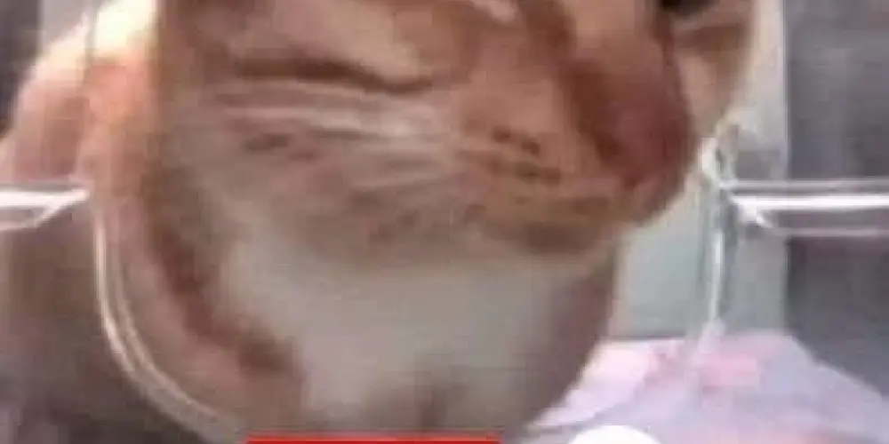 Imagem do grupo de WhatsApp 𝐎𝐒 𝐂𝐀𝐍𝐆𝐀𝐂𝐄𝐈𝐑𝐎𝐒 𝐃𝐎 𝐀𝐋𝐄́𝐌😈🩸