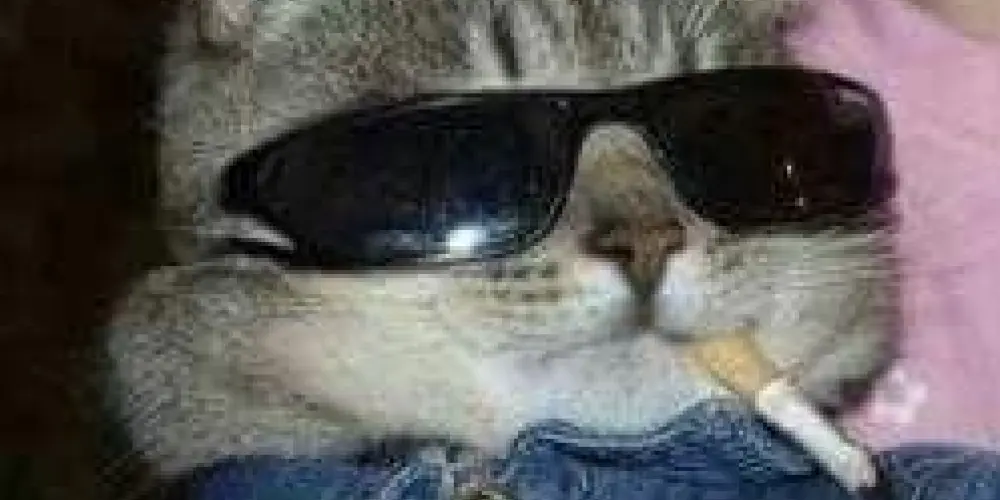 Imagem do grupo de WhatsApp ✨️𝗥𝗘𝗦𝗘𝗡𝗛𝗔𝗦 𝗘 𝗔𝗠𝗜𝗭𝗔𝗗𝗘𝗦✨️