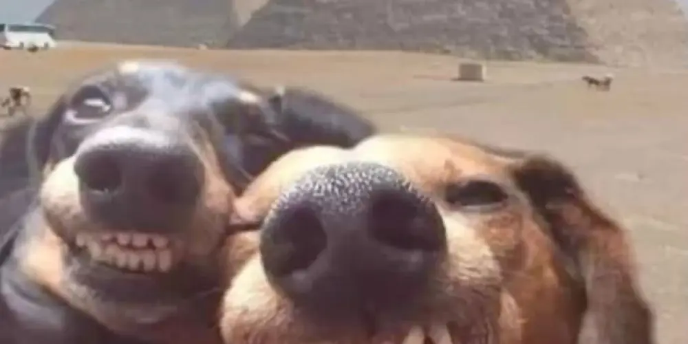 Imagem do grupo de WhatsApp 𝑷𝑽𝑫 𝑫𝑬 𝑵𝑶𝑰𝑿 👾