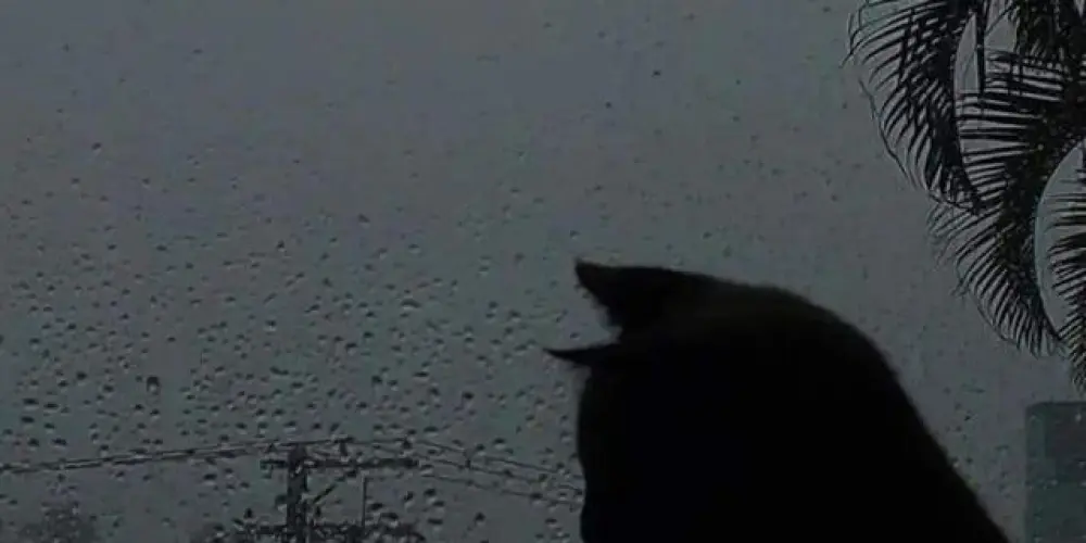 Imagem do grupo de WhatsApp 𝑭𝒓𝒊𝒆𝒏𝒅𝒔𝒉𝒊𝒑 𝒔𝒐𝒄𝒊𝒆𝒕𝒚🌙