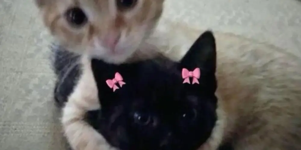 Imagem do grupo de WhatsApp 𝐩𝐨𝐯𝐨 𝐧𝐨𝐫𝐦𝐚𝐥 🎀