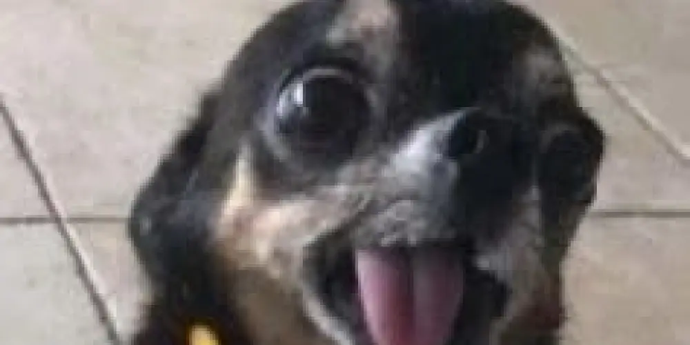 Imagem do grupo de WhatsApp ✧𝐆𝐫𝐮𝐩𝐢𝐧 𝐝𝐚 𝐳𝐮𝐞𝐢𝐫𝐚 𝐤𝐤𝐣✞