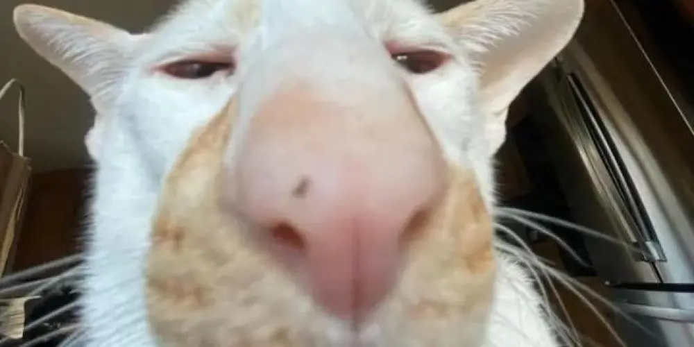 Imagem do grupo de WhatsApp ‎‎‎‎‎𝑯𝒆𝒊𝒔𝒆𝒏𝒃𝒆𝒓𝒈 𝑯𝒐𝒔𝒑𝒊́𝒄𝒊𝒐