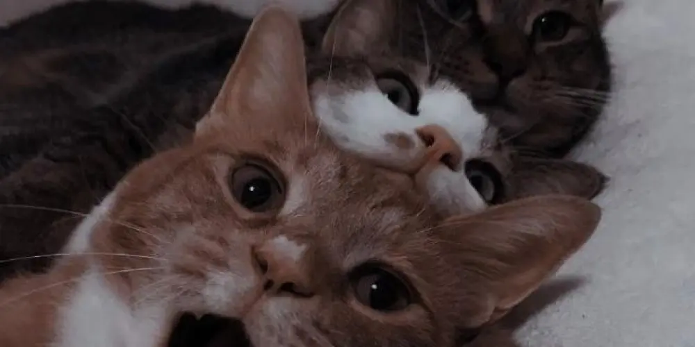 Imagem do grupo de WhatsApp 𝗔𝗺𝗶𝘇𝗮𝗱𝗲𝘀 𝗲 𝗳𝗶𝗴𝘂𝗿𝗶𝗻𝗵𝗮𝘀 𝗯𝗮𝗰𝗮𝗻𝗮𝘀