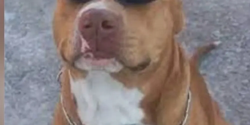 Imagem do grupo de WhatsApp 𝑭𝑨𝑩𝑹𝑰𝑪𝑨 𝑫𝑬 𝑳𝑰𝑵𝑲𝑺 𝑬 𝑨𝑴𝑰𝒁𝑨𝑫𝑬