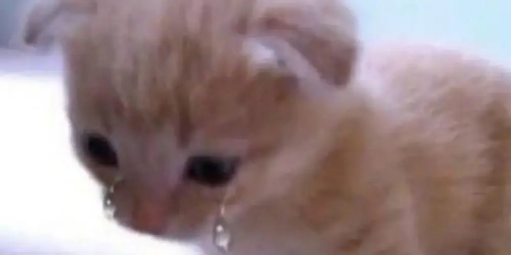 Imagem do grupo de WhatsApp ★彡[𝕮𝖔𝖎𝖙𝖆𝖉𝖔𝖑𝖆𝖓𝖉𝖎𝖆]彡★