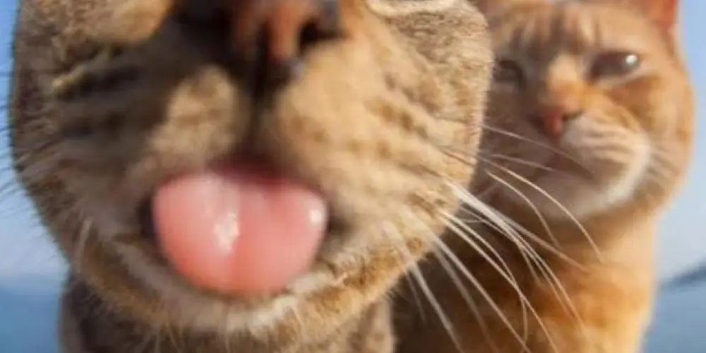 Imagem do grupo de WhatsApp 𝙂𝙍𝙐𝙋𝙊 𝘿𝙀 𝙕𝙐𝙀𝙄𝙍𝘼🤪