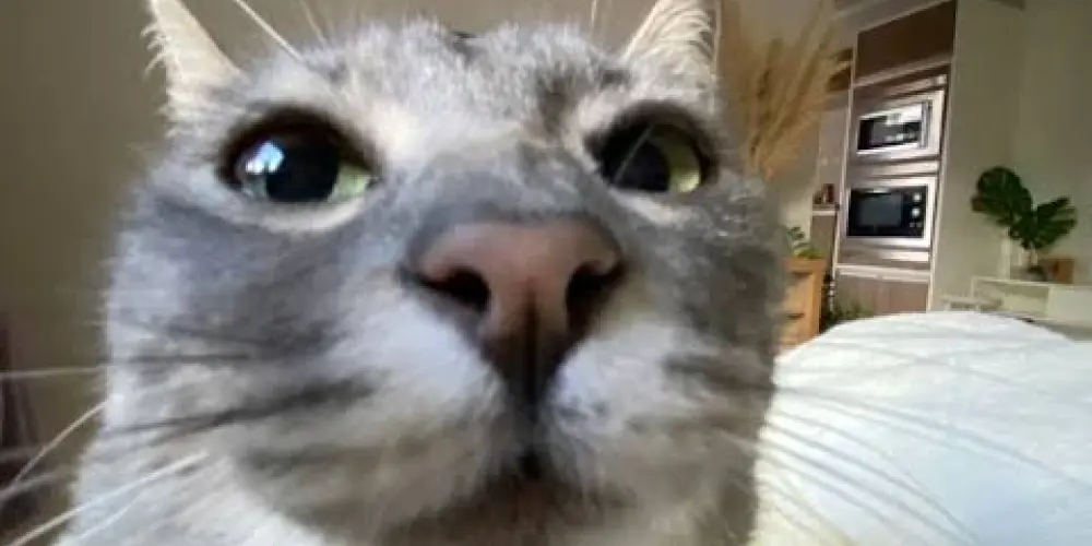 Imagem do grupo de WhatsApp 𝙰𝙼𝙸𝚉𝙰𝙳𝙴 𝙴 𝚁𝙴𝚂𝙴𝙽𝙷𝙰 👺