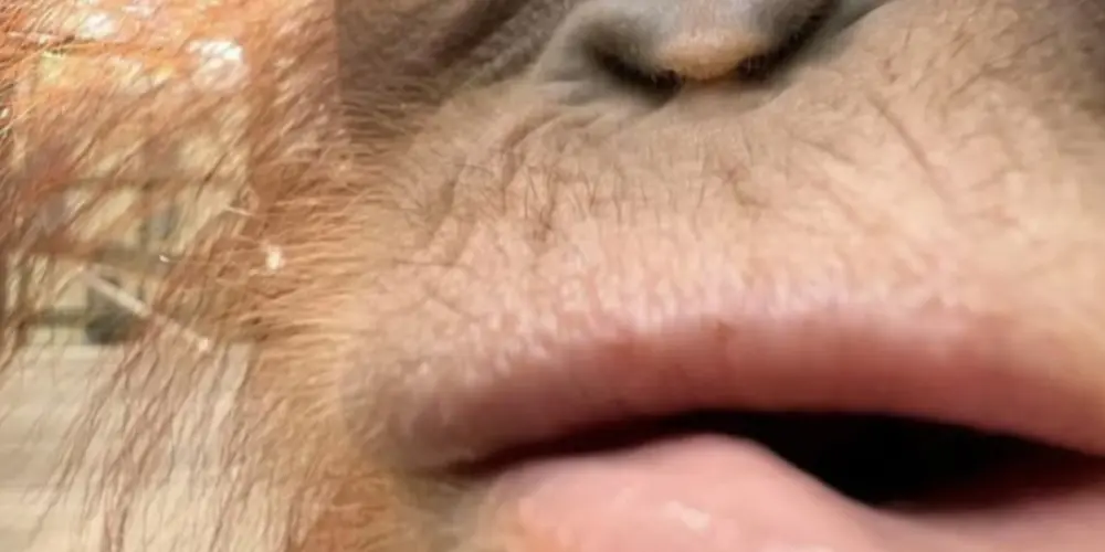 Imagem do grupo de WhatsApp 🌸𝐷𝑒𝑠𝑏𝑟𝑎𝑣𝑎𝑑𝑜𝑟𝑒𝑠 ╰‿╯