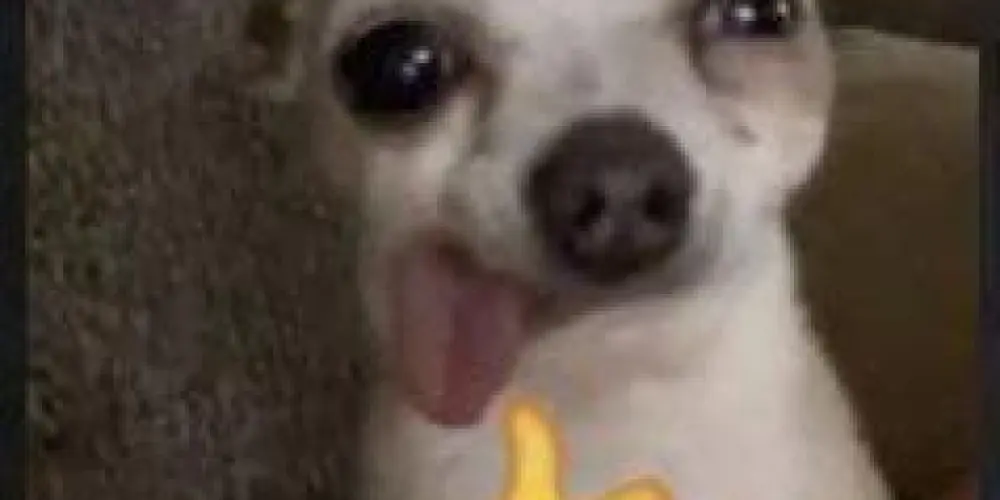 Imagem do grupo de WhatsApp 𝐇𝐨𝐬𝐩𝐢𝐜𝐞 𝟐.𝟎