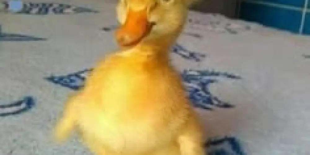 Imagem do grupo de WhatsApp 🤟🏻💯