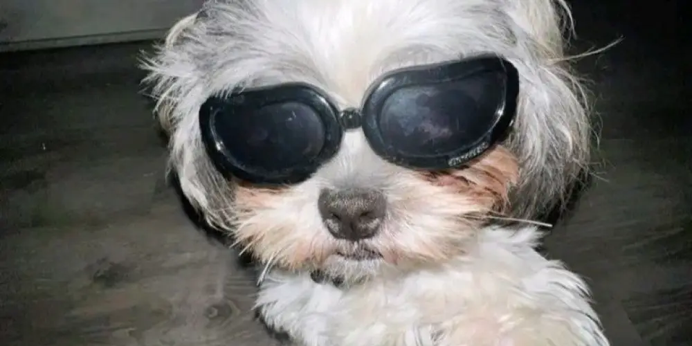 Imagem do grupo de WhatsApp 𝖆𝖗𝖊 𝖙𝖍𝖊 𝖑𝖊𝖌𝖊𝖓𝖉𝖘