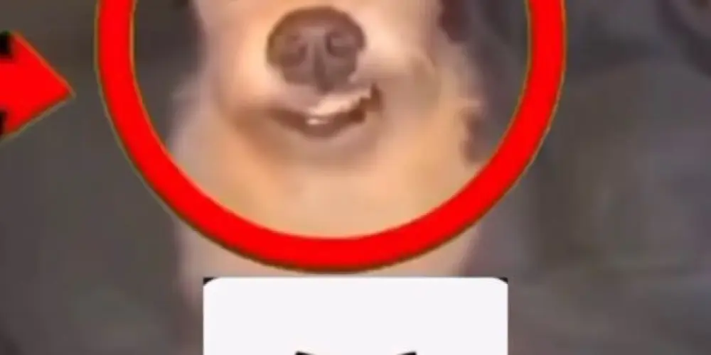 Imagem do grupo de WhatsApp 𝕸𝖔𝖓𝖐𝖊𝖞𝖘𝕭𝖚𝖓𝖉𝖆𝕽𝖔𝖝𝖆
