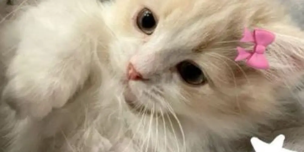 Imagem do grupo de WhatsApp ⏤͟͞𝕷𝖔𝖘 𝖆𝖓𝖌𝖊𝖑𝖘ִֶָ་࿐