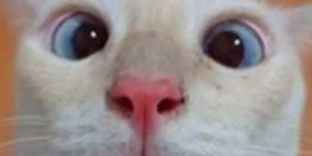 Imagem do grupo de WhatsApp ✞︎ 𝖅𝖚𝖊𝖗𝖆 𝖙𝖔𝖙𝖆𝖑 ✞︎