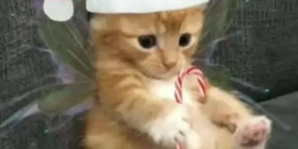 Imagem do grupo de WhatsApp 😽𝑳𝒂 𝑶𝒓𝒅𝒆𝒏 𝑫𝒆 𝑳𝒐𝒔 𝑮𝒂𝒕𝒊𝒕𝒐𝒔😼