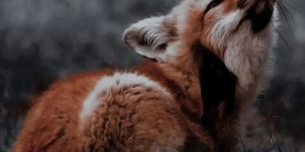 Imagem do grupo de WhatsApp ྀ 𝐂𝐇𝐀𝐓 𝐃𝐀 𝐑𝐀𝐏𝐎𝐒𝐀 🦊ྀ