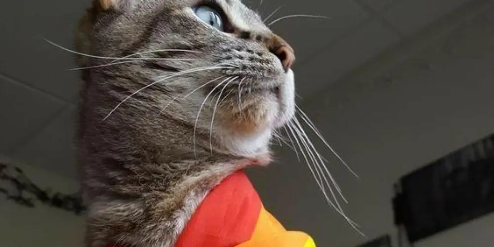 Imagem do grupo de WhatsApp ۩۞۩ஜ 𝕄𝕦𝕟𝕕𝕠 𝕕𝕠𝕤 𝕃𝔾𝔹𝕋 ஜ۩۞۩