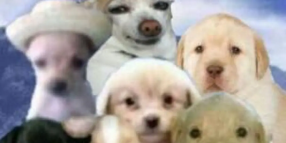 Imagem do grupo de WhatsApp ℂ𝕙𝕒𝕥 [ᴅᴀ ᴘᴀᴢ]