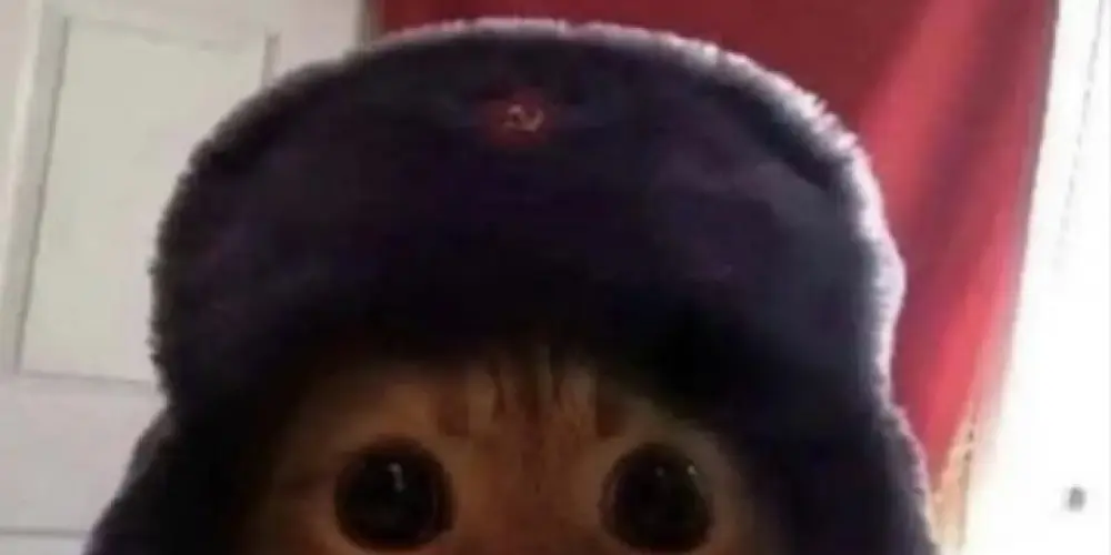 Imagem do grupo de WhatsApp ♡♥︎𝕲𝖆𝖙𝖚𝖝𝖔𝖘♥︎♡