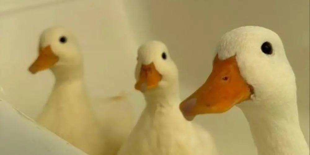 Imagem do grupo de WhatsApp 𝔾𝕣𝕦𝕡𝕠 𝕕𝕠𝕤 𝕡𝕒𝕥𝕚𝕟𝕙𝕠𝕤 𝕒𝕞𝕚𝕘𝕠𝕤🪿