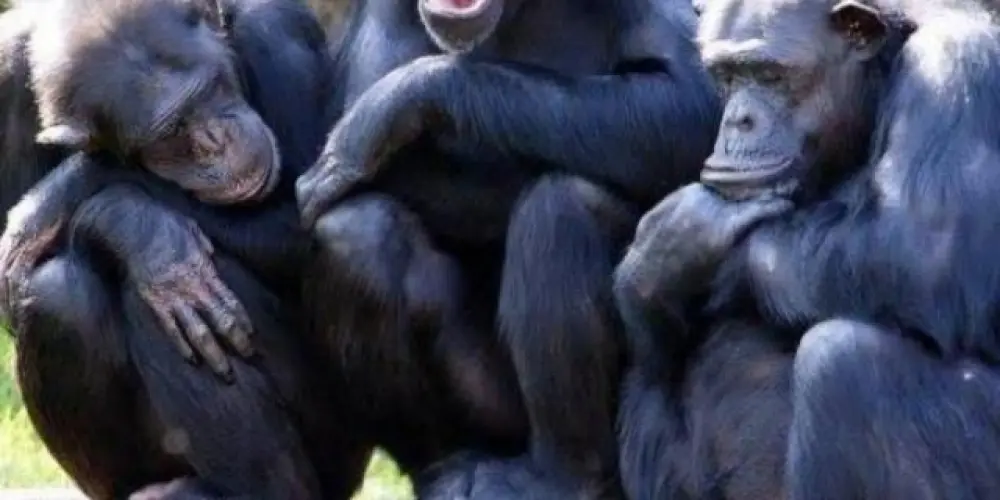 Imagem do grupo de WhatsApp 【🌴•𝐓𝐇𝚺 𝐌𝚯𝐍𝐊𝚺𝐘𝐒•🐒】