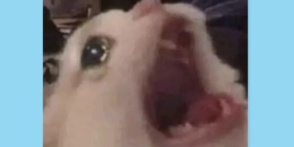 Imagem do grupo de WhatsApp 𝑨𝑴𝑰𝒁𝑨𝑫𝑨☏𝑽𝑰𝑹𝑻𝑼𝑨𝑳