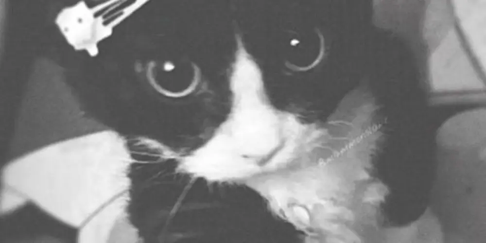 Imagem do grupo de WhatsApp 𝐯𝐰𝐤' 💯