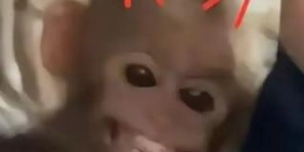 Imagem do grupo de WhatsApp 𝙊𝙨 𝙙𝙚𝙨𝙤𝙘𝙪𝙥𝙖𝙙𝙤𝙨 💯