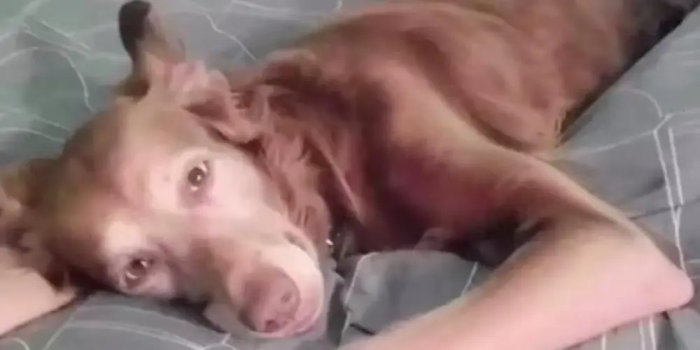 Imagem do grupo de WhatsApp ✻ 𝕮𝖗𝖔𝖓𝖎𝖈𝖆𝖒𝖊𝖓𝖙𝖊 𝕬𝖙𝖎𝖛𝖔𝖘