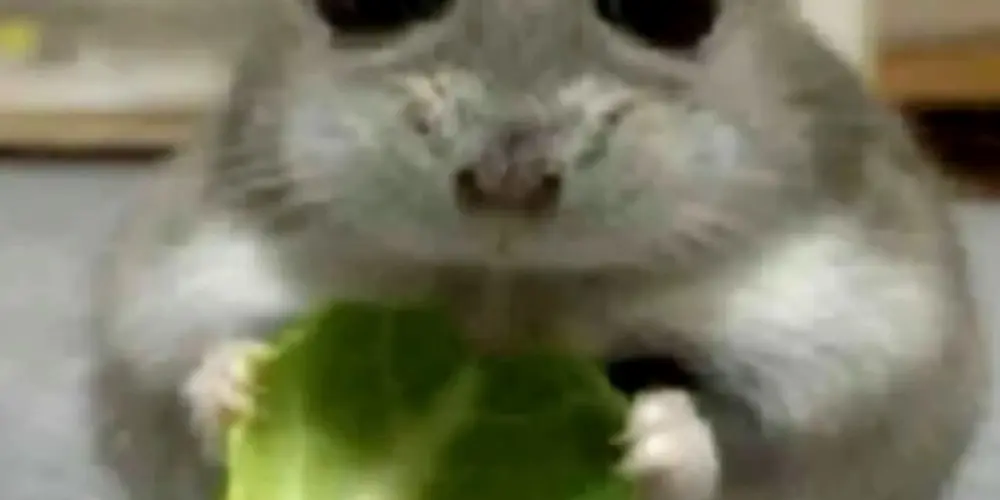 Imagem do grupo de WhatsApp 𝙂𝙍𝙐𝙋𝙊 𝘿𝙊𝙎 𝘾𝘼𝙋𝙎