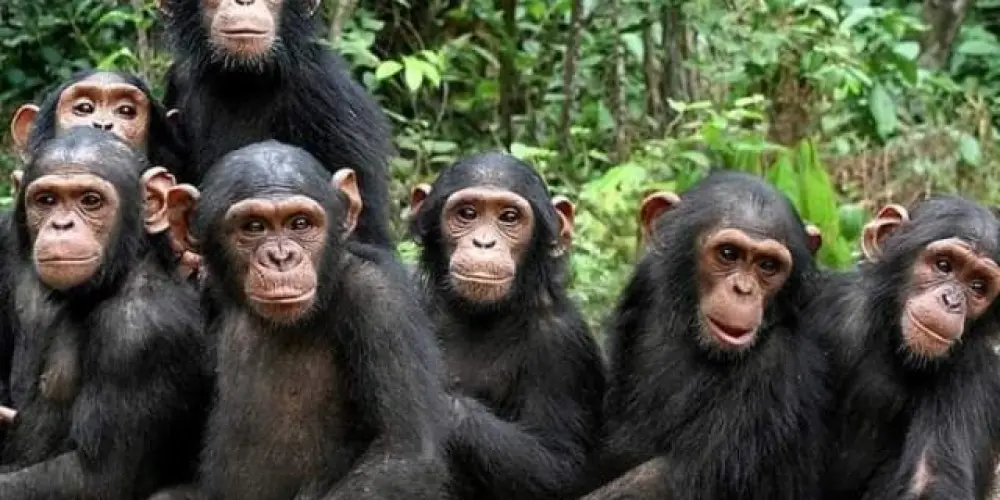 Imagem do grupo de WhatsApp 𝐂𝐡𝐢𝐧𝐩𝐚𝐧𝐳𝐞𝐬 𝐜𝐨𝐦 𝐖𝐢-𝐟𝐢 🦍