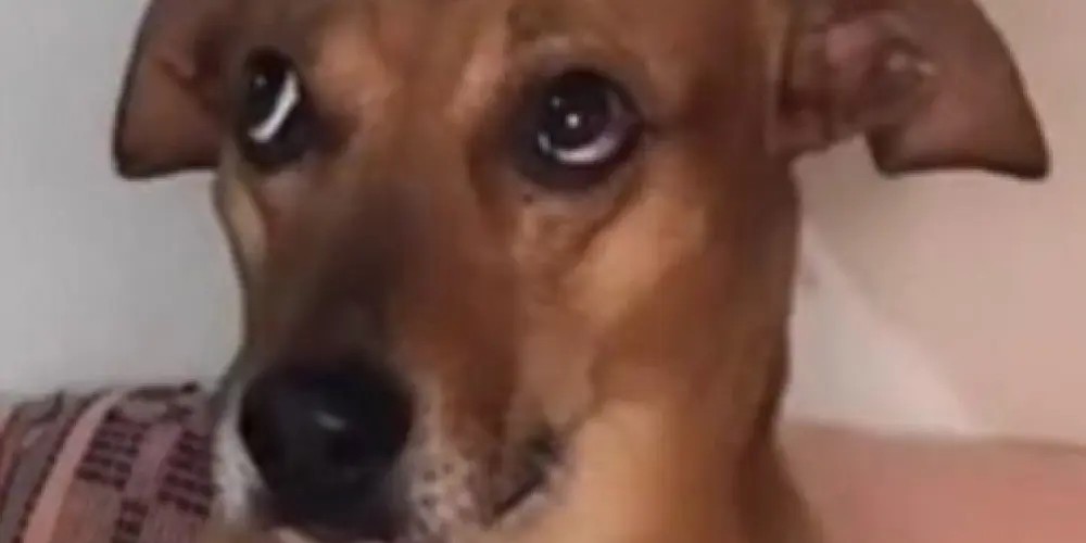 Imagem do grupo de WhatsApp 𝙲𝙰𝙿𝚂 𝚊𝚚𝚞𝚒 𝚟𝚘𝚌𝚎 🫵🏻 𝚋𝚛𝚒𝚕𝚑𝚊 𝚒𝚐𝚞𝚊𝚕