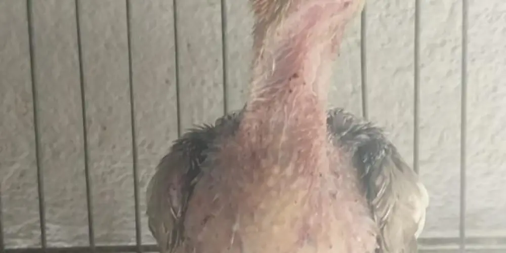 Imagem do grupo de WhatsApp 🥶 ＥＲＡ ＤＯ ＧＥＬＯ 🥶