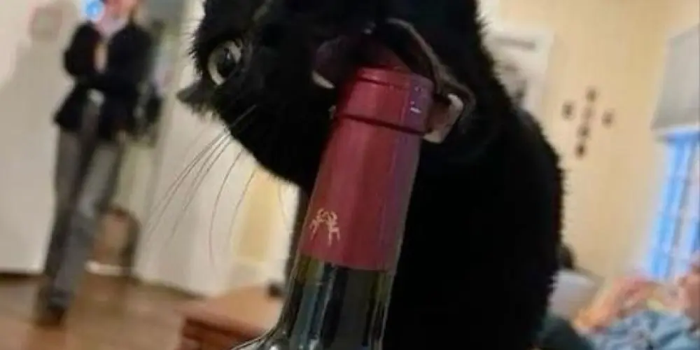 Imagem do grupo de WhatsApp 🕷